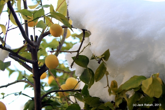 Lemons on ice